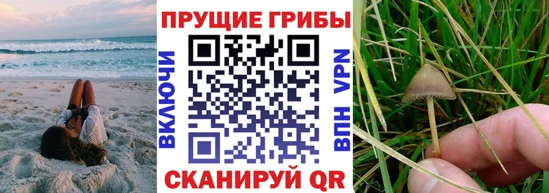 купить закладку  Бикин  OMG ссылки  Псилоцибиновые грибы GOLDEN TEACHER 